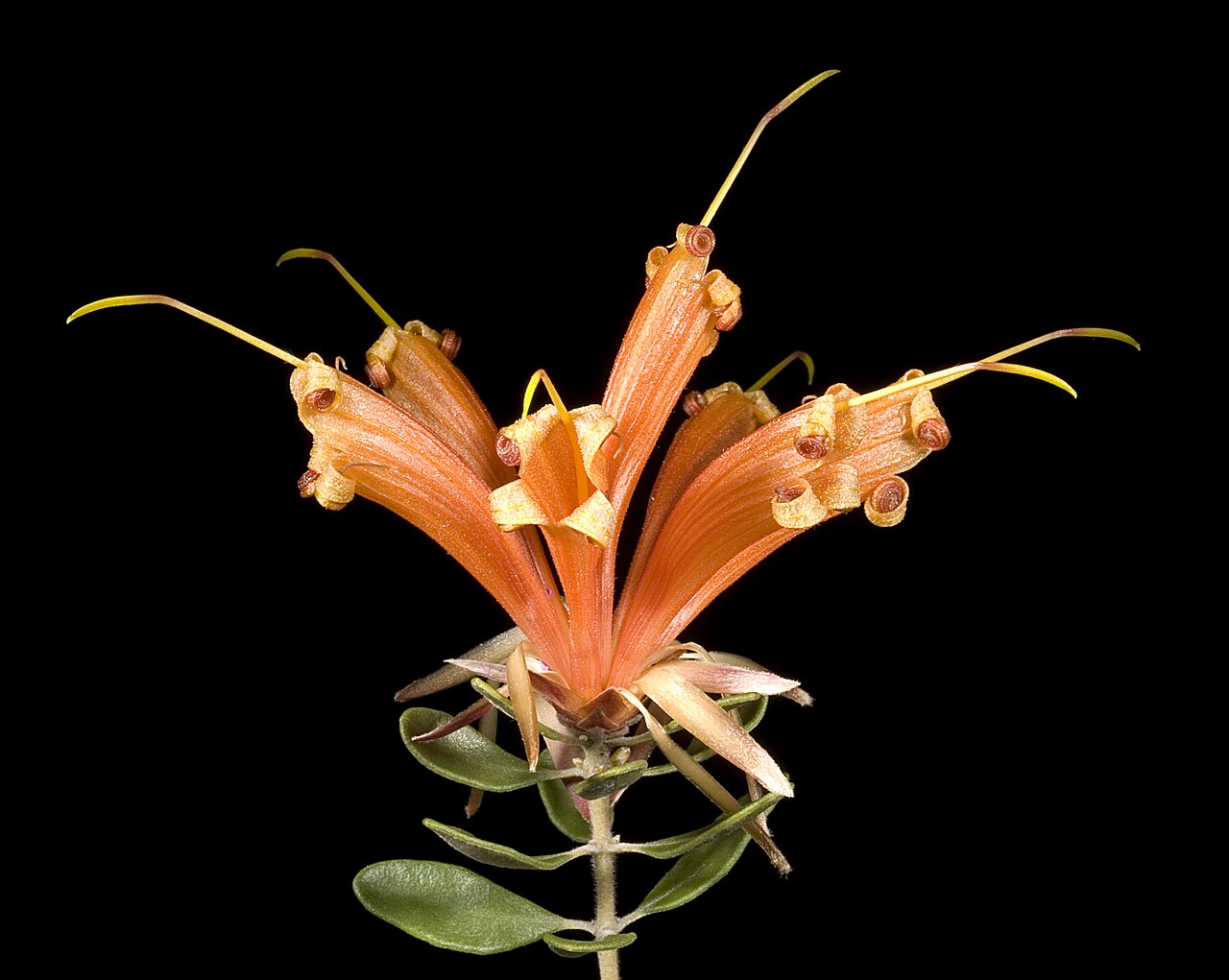 Lambertia inermis: KRT3442