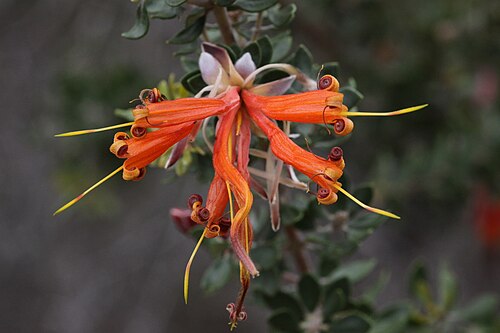 Lambertia inermis: Lambertia inermis var. inermis at Yarrebee reserve, east of the Stirling Ranges, Western Australia