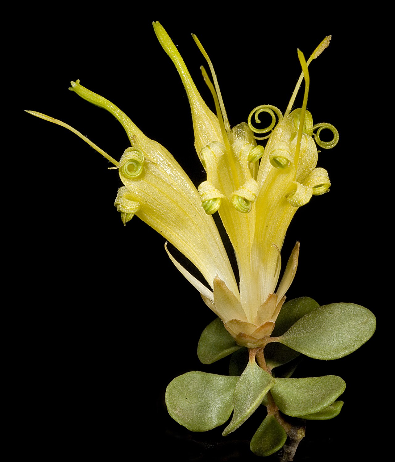 Lambertia inermis: AR Mast 650