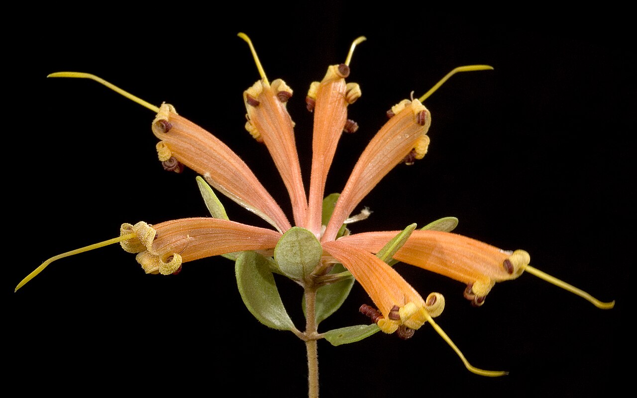 Lambertia inermis: KRT3150