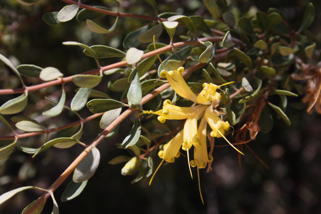 Lambertia inermis: Yellow variety of Lambertia inermis - Noongar, Chittick - taken at Stirling Range NP.