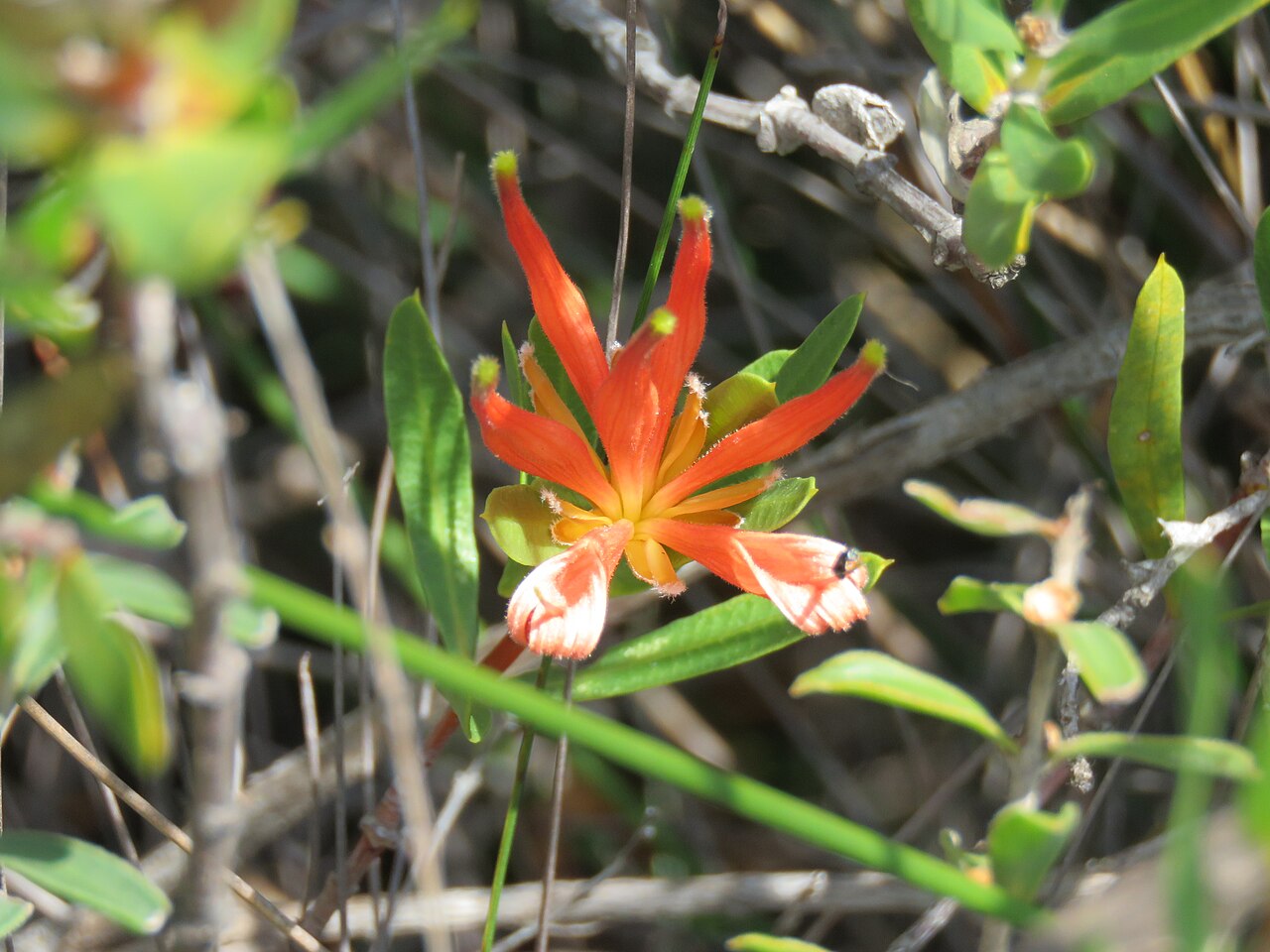 Many-flowered honeysuckle: A Many-flowered honeysuckle (Lambertia multiflora) in Lesueur National Park, Western Australia.