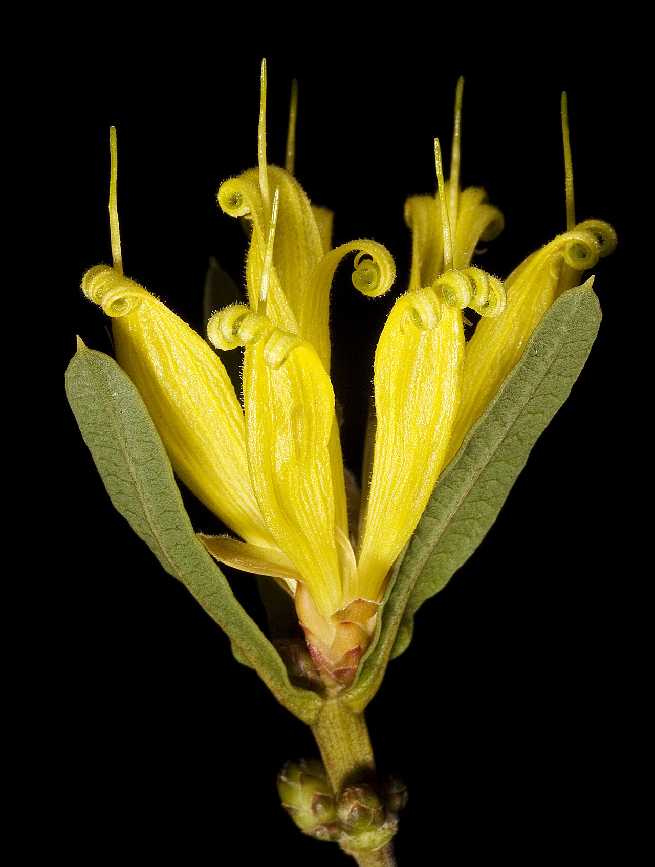 Many-flowered honeysuckle: KRT3317