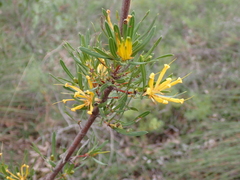 Many-flowered honeysuckle (Lambertia multiflora)