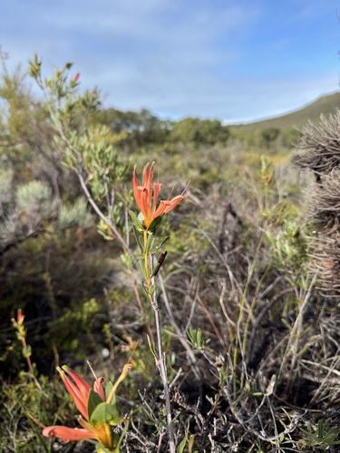Many-flowered honeysuckle (Lambertia multiflora)