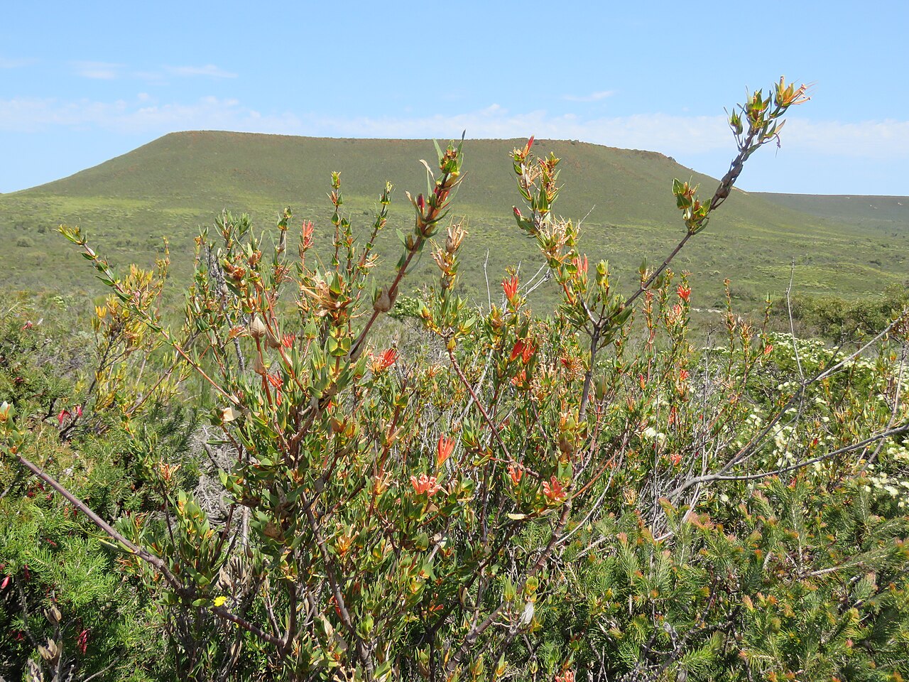 Many-flowered honeysuckle: A Many-flowered honeysuckle (Lambertia multiflora) in Lesueur National Park, Western Australia, with Mount Michaud in the background.