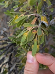 Many-flowered honeysuckle (Lambertia multiflora)