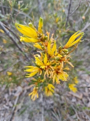 Many-flowered honeysuckle (Lambertia multiflora)