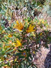Many-flowered honeysuckle (Lambertia multiflora)