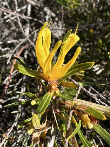 Many-flowered honeysuckle (Lambertia multiflora)