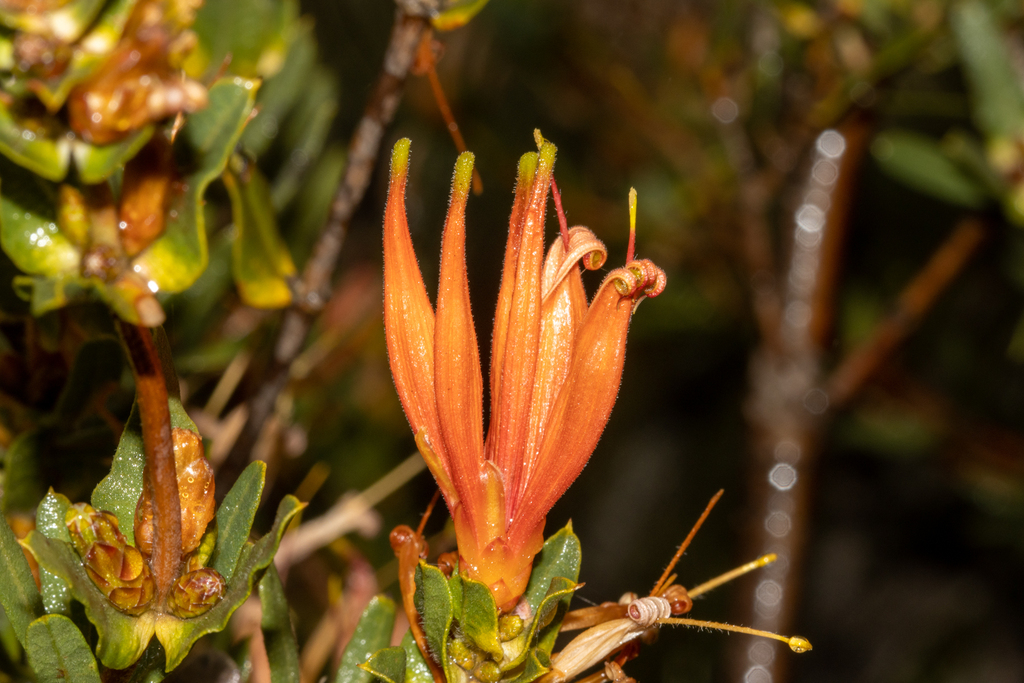 Many-flowered honeysuckle (Lambertia multiflora)