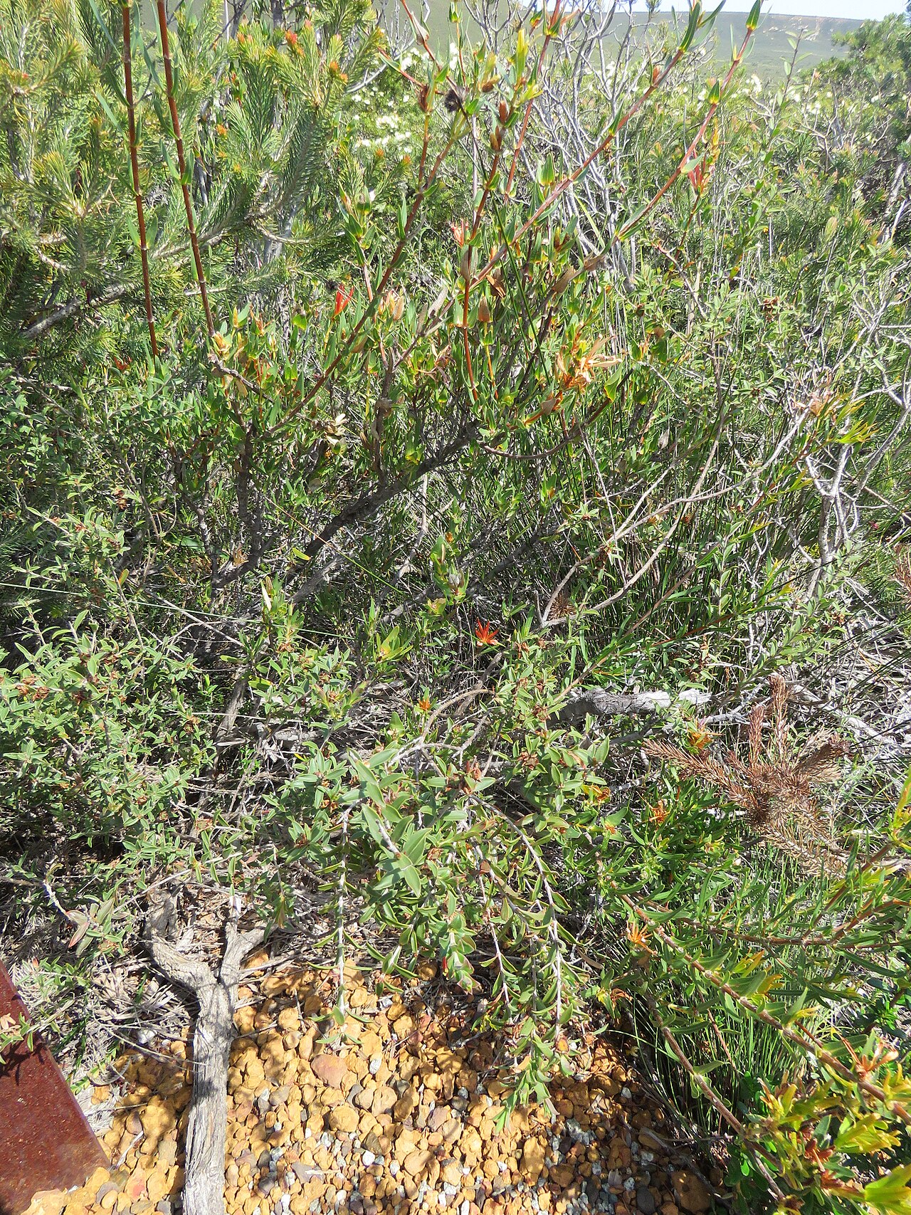 Many-flowered honeysuckle: A Many-flowered honeysuckle (Lambertia multiflora) in Lesueur National Park, Western Australia.