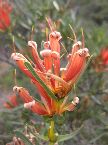 Many-flowered honeysuckle (Lambertia multiflora)
