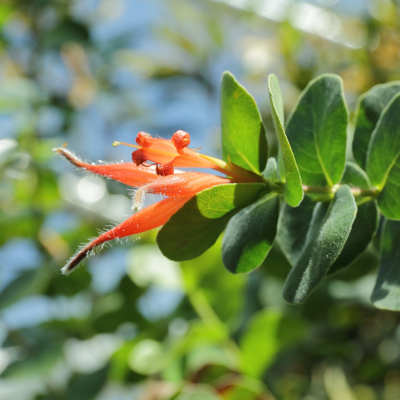 Roundleaf honeysuckle: Lambertia orbifolia i Bergianska trädgården .