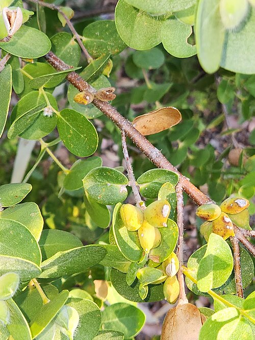 Roundleaf honeysuckle: Lambertia orbifolia, cult. Kings Park BG, Perth