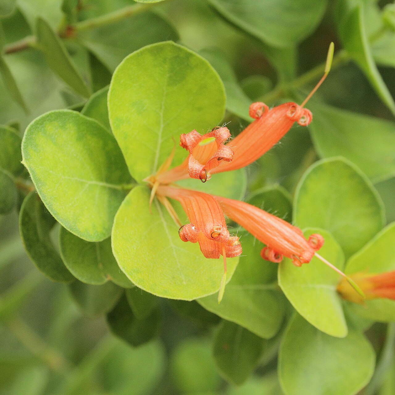 Roundleaf honeysuckle: Lambertia orbifolia i Bergianska trädgården .