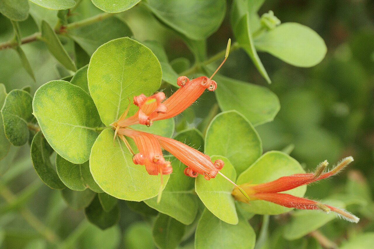 Roundleaf honeysuckle: Lambertia orbifolia i Bergianska trädgården .