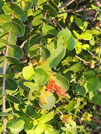 Roundleaf honeysuckle: Lambertia orbifolia, cult. Kings Park BG, Perth