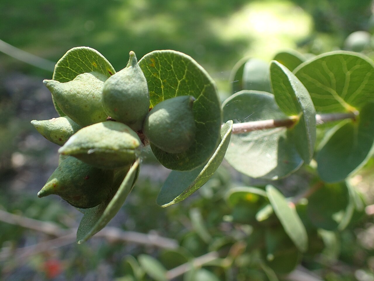 Roundleaf honeysuckle: Fruit oof Lambertia orbifolia