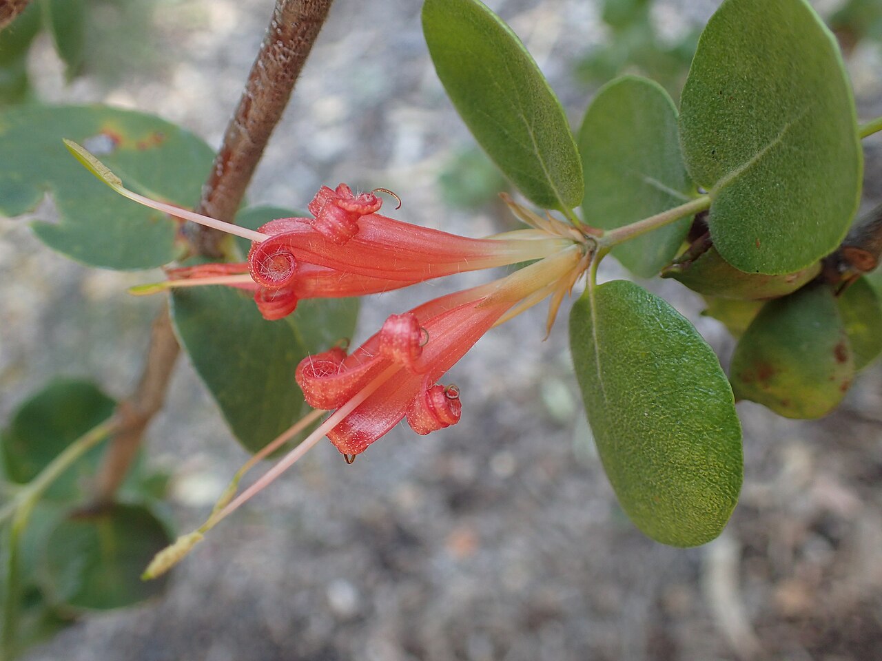 Roundleaf honeysuckle: Lambertia orbifolia in Kings Park Botanic Garden, Perth