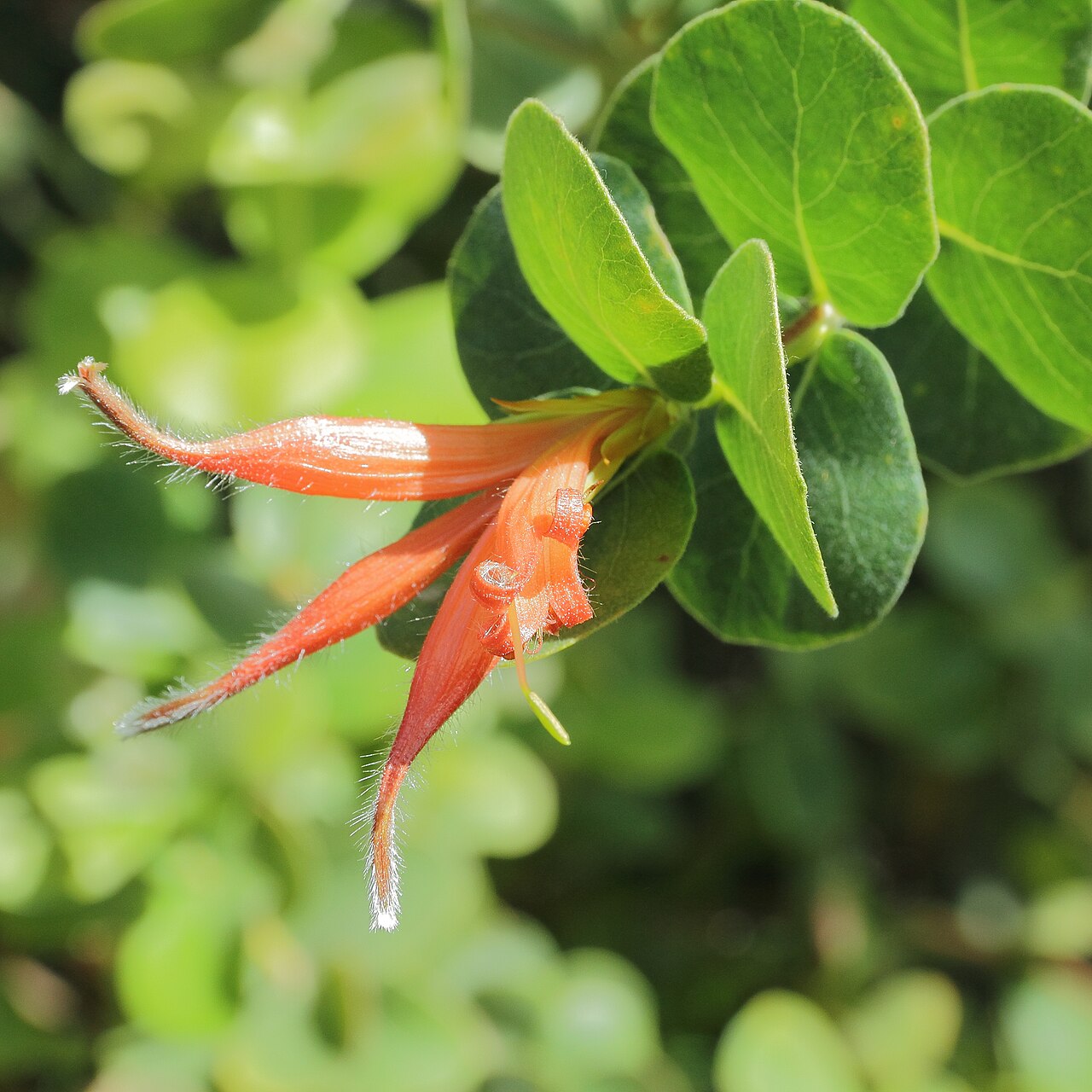 Roundleaf honeysuckle: Lambertia orbifolia i Bergianska trädgården .