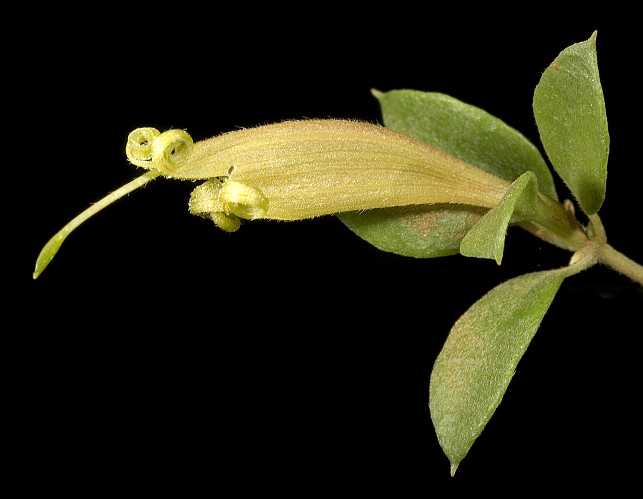 Lambertia rariflora: AR Mast 656