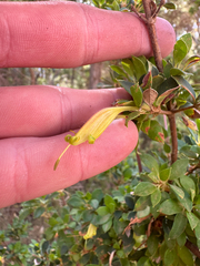 Lambertia rariflora (Lambertia rariflora)