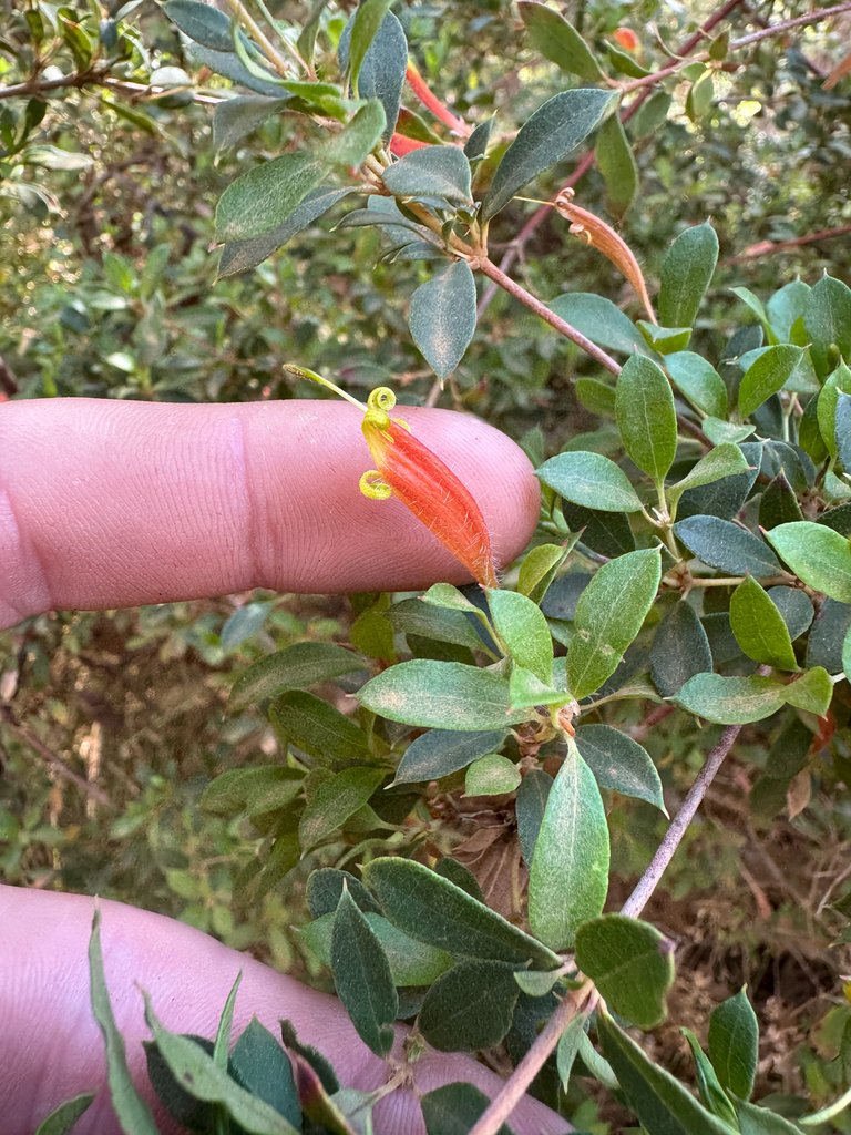 Lambertia rariflora (Lambertia rariflora)