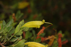 Lambertia rariflora (Lambertia rariflora)
