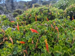 Lambertia uniflora (Lambertia uniflora)