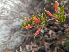 Lambertia uniflora (Lambertia uniflora)