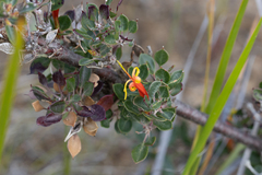 Lambertia uniflora (Lambertia uniflora)