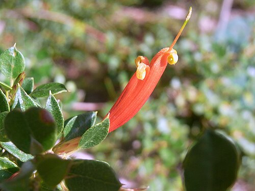 Lambertia uniflora: Lambertia uniflora at Lake Burrendong Botanic Gardens, Australia