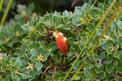 Lambertia uniflora (Lambertia uniflora)