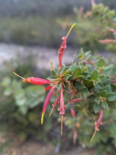 Lambertia uniflora (Lambertia uniflora)