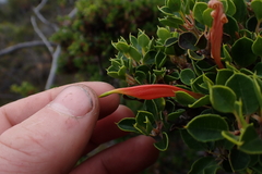 Lambertia uniflora (Lambertia uniflora)