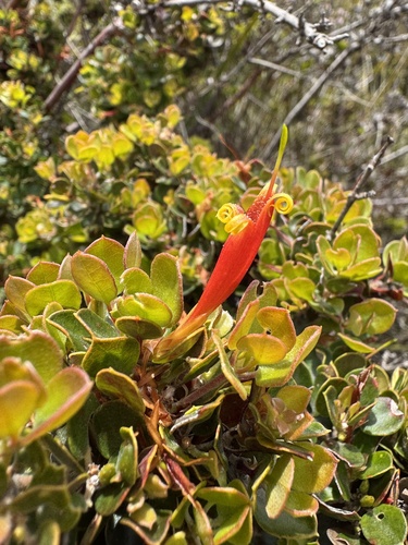 Lambertia uniflora (Lambertia uniflora)