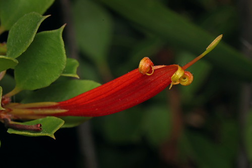 Lambertia uniflora (Lambertia uniflora)