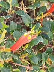Lambertia uniflora (Lambertia uniflora)