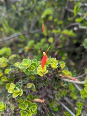 Lambertia uniflora (Lambertia uniflora)