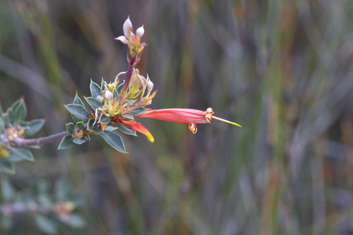Lambertia uniflora (Lambertia uniflora)