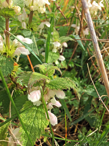 White dead-nettle (Lamium album)