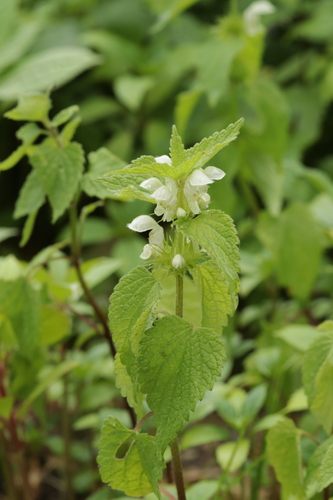 White dead-nettle (Lamium album)