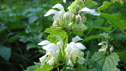 White dead-nettle: Parc Dendrologic - Arcalia