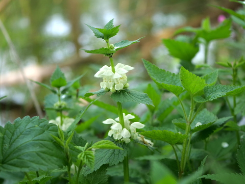 White dead-nettle (Lamium album)