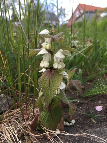 White dead-nettle (Lamium album)