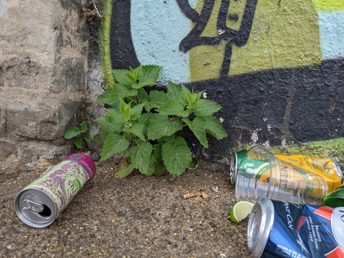 White dead-nettle (Lamium album)