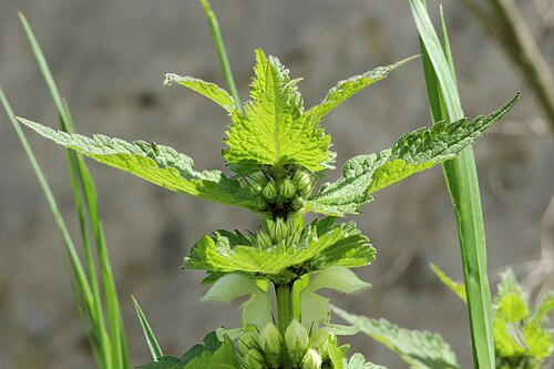 White dead-nettle: White Deadnettle ( Lamium album ).