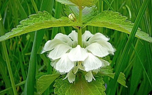 White dead-nettle: Яснотка белая / Lamium album / white nettle (white dead-nettle) / Weiße Taubnessel / Urzica moarta alba