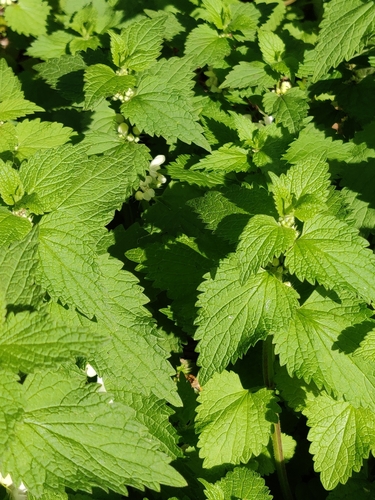 White dead-nettle (Lamium album)